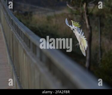 Freni pneumatici in azione Foto Stock