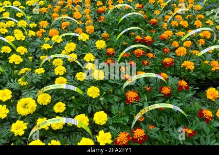 Esposizione di calendula francesi piante da letto primaverili in vendita nel centro del giardino piante in vendita, tagete colorate calamari Foto Stock