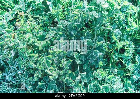 Prezzemolo verde ricoperto di brina bianca fresca che cresce in giardino in freddo primo autunno mattina vicino vista superiore Foto Stock