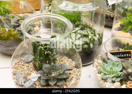 Succulenti che crescono in vasi di vetro nel centro giardino Foto Stock