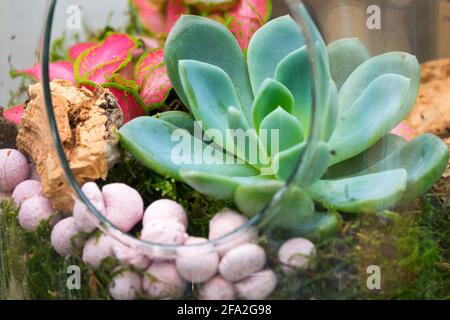 Crescita succulenta in un vaso di vetro succulente piante di casa Foto Stock