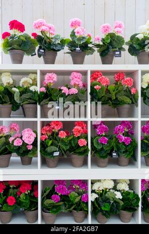 Geranio in fiore - pelargonio in pentole in un giardino di esposizione centro Foto Stock