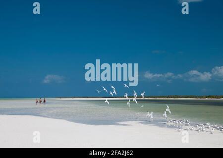 Un gruppo di turisti cammina sul mare a bassa marea sull'isola di Holbox in Messico. Sullo sfondo gabbiani in volo nel cielo blu Foto Stock