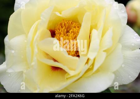 Fiore di pony giallo in fiore dopo la pioggia, primo piano. Con gocce d'acqua sui petali. Foto Stock