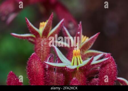 Big Red Kangaroo Paws Foto Stock