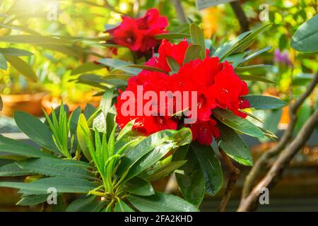 Fioritura rosso scuro Rhododendron Azalea primavera tempo Foto Stock