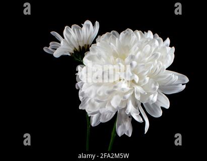 Crisantemi bianco Foto Stock