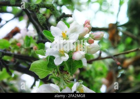 L'albero di Apple fiorisce con petali bianchi. Primavera sfondo della natura, primo piano. Biglietto d'auguri per le vacanze. Giardino verde fiorente in primavera. Foto Stock