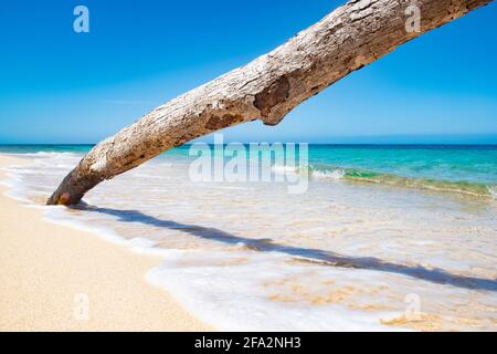 Albero su una spiaggia caraibica Foto Stock