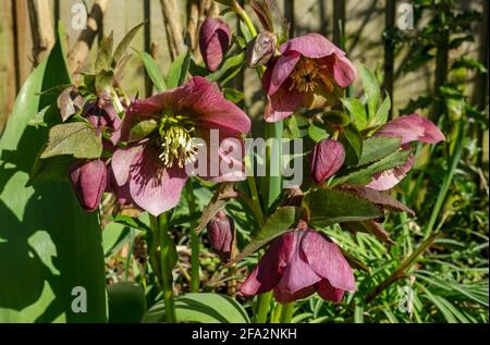 Primo piano di fiori di elleboro rosa hellebores fiore Helleboro Orientalis in primavera Inghilterra Regno Unito GB Great Br Foto Stock