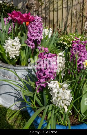 Primo piano di giacinti bianchi e rosa e tulipani tulipani fiori di fiori che crescono in pentole in primavera Inghilterra Regno Unito GB Gran Bretagna Foto Stock