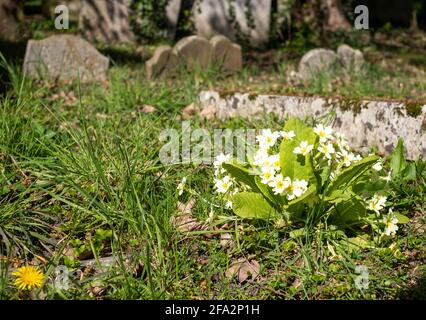 Le primrose crescono tra le vecchie lapidi affondate accanto alle rovine della chiesa di San Giovanni Evangelista del XVII secolo sul vicolo della chiesa vecchia di Stanmor Foto Stock