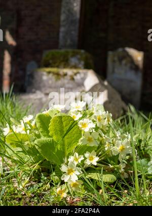 Le primrose crescono tra le vecchie lapidi affondate accanto alle rovine della chiesa di San Giovanni Evangelista del XVII secolo sul vicolo della chiesa vecchia di Stanmor Foto Stock