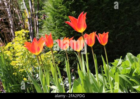 Fiori di tulipano arancio brillante, Tulipa ballerina, tulipano giglio fiorito, fioritura in primavera, Shropshire UK Foto Stock