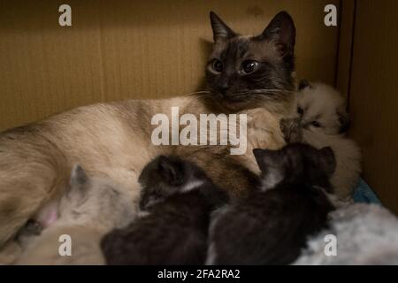 Un gatto madre con i suoi gattini che dormono accanto a lei in una scatola di cartone Foto Stock