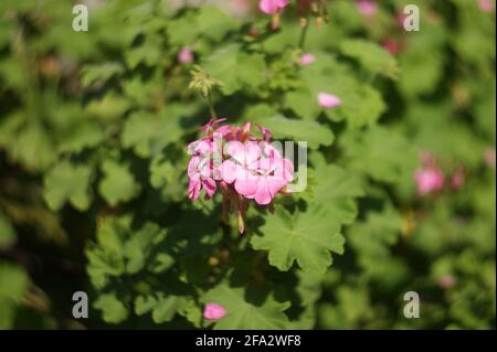 Fiori swirly dal cortile Foto Stock