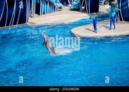 Orlando, Florida. 15 ottobre 2020. Delfini e formatori al Seaworld (8) Foto Stock