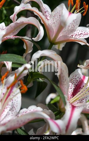 Dettagli dei gigli ibridi orientali (Divisione VII) - che mostra l'attraente ricciolo di petali di fiori Foto Stock