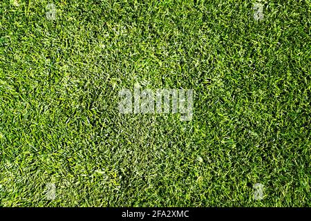 Superficie e consistenza di erba verde fresca Foto Stock
