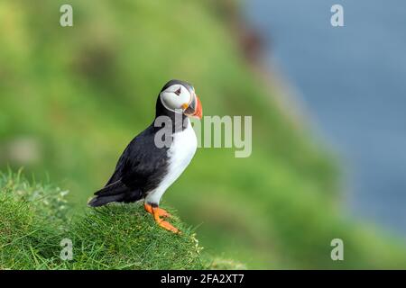 Famoso uccello faroese pulcinino closeup Foto Stock