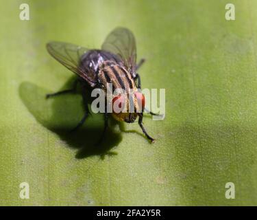 Vola, foglia Foto Stock