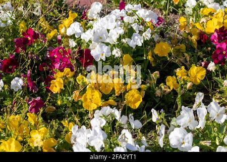 primrose è un colorato rosso di fiori sono cresciuti in un giardino. Foto Stock