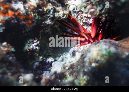 Riccio di mare rosso che si nasconde tra le pietre Foto Stock