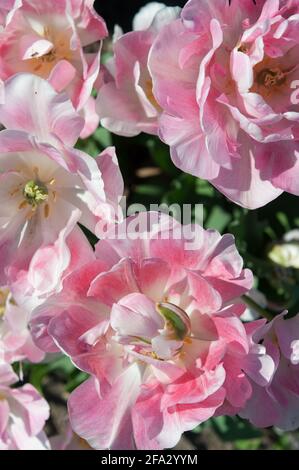 doppio tulipano a peonia tardiva 'angelique' - orientamento verticale, visto dall'alto in piena luce del sole Foto Stock