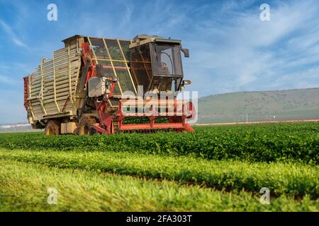 Macchinari agricoli trita le erbe in un campo agricolo verde. Foto Stock
