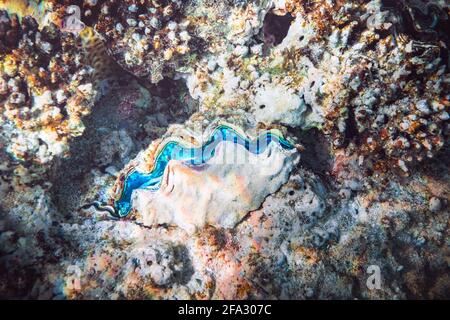 Clam gigante scanalato nella barriera corallina tropicale Foto Stock