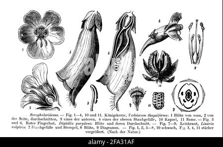 Foxglove / Digitalis purpurea / Roter Fingerhut (libro di botanica, 1910) Foto Stock