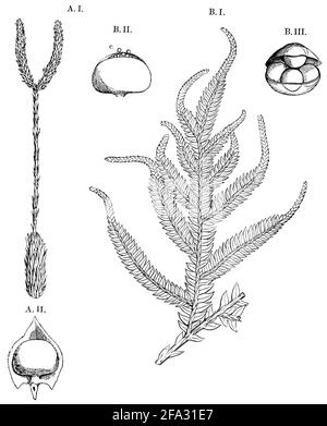 club Moss / Lycopodium clavatum / Keulen-Bärlapp (libro di botanica, 1875) Foto Stock