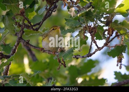 Wood Warbler (Phylloscopus sibilatrix) arroccato su un ramo Foto Stock