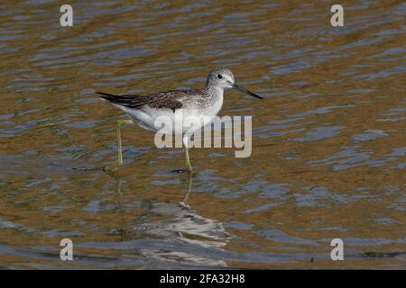 Comune Greenshank (Tringa nebularia) che cammina in acqua Foto Stock