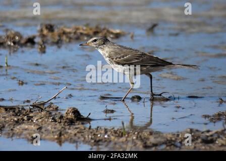 Pipettaggio d'acqua (Anthus spinoletta) in piumaggio invernale Foto Stock