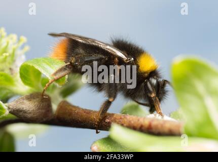 Bombi, Bombus pratorum con larva del barile di olio violetto, violaceo Meloe Foto Stock