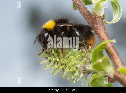 Bumblebee che nidifica in anticipo, Bombus pratorum che si nutre di catkin su willow twig, macro foto Foto Stock