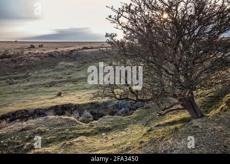 Robusto Dartmoor quasi al tramonto dal parcheggio per Cox Tor vicino a Tavistock Foto Stock