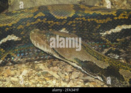 Pitone di roccia indiana (Python molurus bivittatus) appartiene alla famiglia dei serpenti giganti Foto Stock