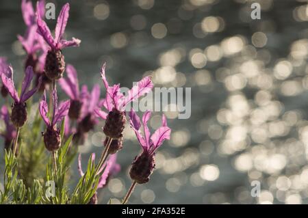 Lavandula stoechas Papillon Foto Stock