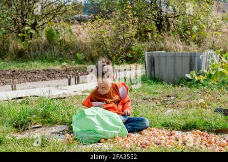 Il ragazzo sta raccogliendo nel villaggio. Lavoro minorile. Il bambino raccoglie le cipolle Foto Stock