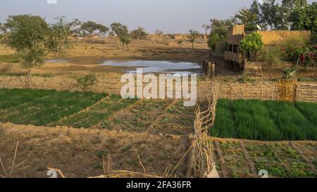 Agriturismo a cipolla nei pressi di Sangha, Dogon Country, Mali Foto Stock