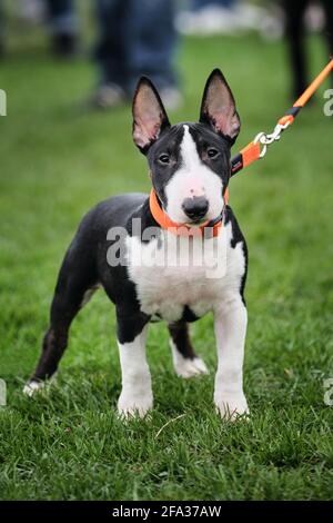 Russia, Krasnodar 18 aprile, 2021-Mostra di cani di tutte le razze. Puppy in miniatura toro terrier di colore bianco e nero in un collare arancione e sulle passeggiate al guinzaglio Foto Stock