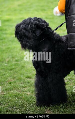 Russia, Krasnodar 18 aprile, 2021-Mostra di cani di tutte le razze. Un cucciolo nero di terrier si sta preparando per uno spettacolo di cani. Ritratto di un terrier nero russo Foto Stock
