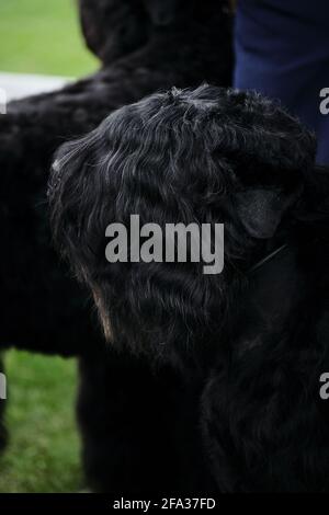 Russia, Krasnodar 18 aprile, 2021-Mostra di cani di tutte le razze. Un cucciolo nero di terrier si sta preparando per uno spettacolo di cani. Ritratto di un terrier nero russo Foto Stock