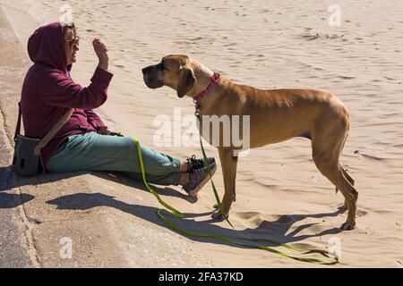 Grande cane Dane in piedi sulla spiaggia guardando il proprietario in attesa di un trattamento a Bournemouth, Dorset UK il giorno di sole in aprile Foto Stock