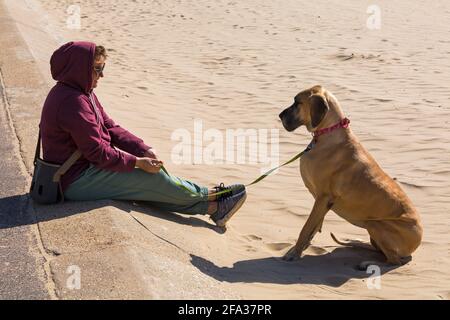 Grande cane Dane seduto sulla spiaggia guardando il proprietario in attesa di un trattamento a Bournemouth, Dorset UK il giorno di sole in aprile Foto Stock