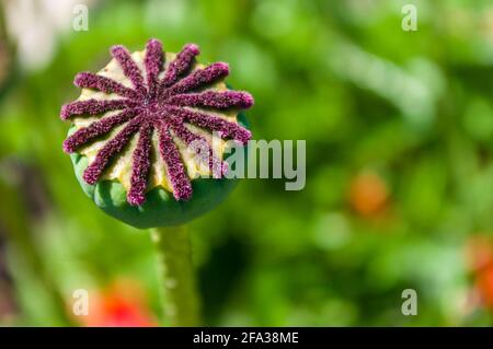 Grandi teste di papavero unmaty in primavera in una calda giornata di sole, sfondo luminoso e bello Foto Stock