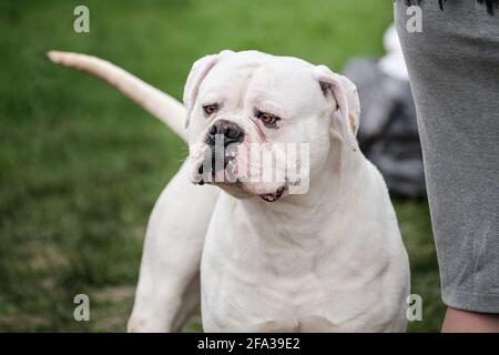 Russia, Krasnodar 18 aprile, 2021-Mostra di cani di tutte le razze. Un grande cane da combattimento. Cane tedesco boxer razza di colore bianco con lunghe orecchie non tagliate sembra spensierato Foto Stock