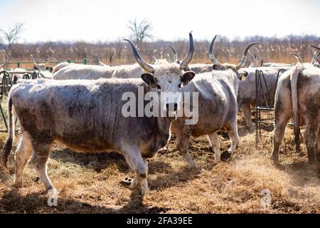 Bestiame grigio in Hortobagy, Ungheria rurale Foto Stock